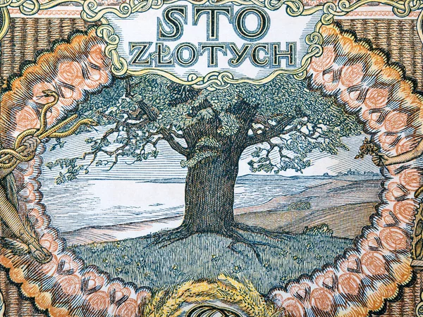 Зображення Дерева Березі Моря Старих Польських Грошей Злоті — стокове фото