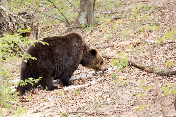 Бурый Медведь Лесу Дикой Природе — стоковое фото