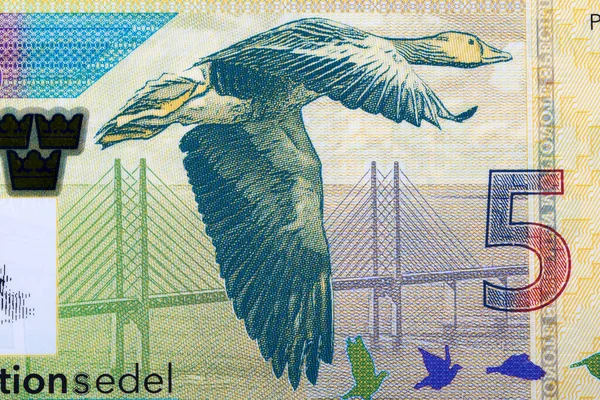 从瑞典货币克朗飞过Oresund桥的鹅 — 图库照片