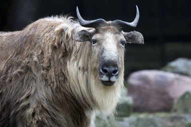 Bir portreyi temizleyin.