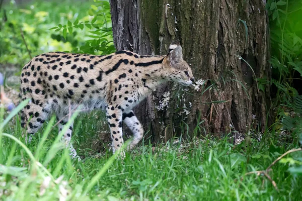Serval in a clearing in the run