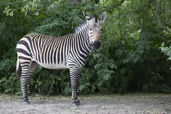Young Zebra Clearing — Stock Photo, Image