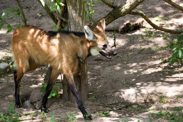 Stock image Maned wolf in the forest in the wild