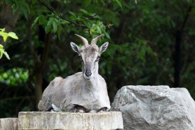 Vahşi doğada bir kayanın üzerinde dinlenen Çinli Nahur.