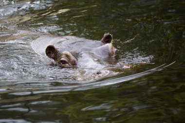 Suaygırı suda bir portre