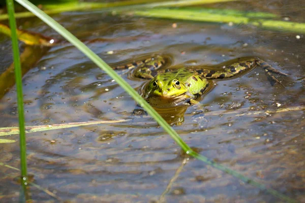 野外池塘里的绿青蛙 — 图库照片