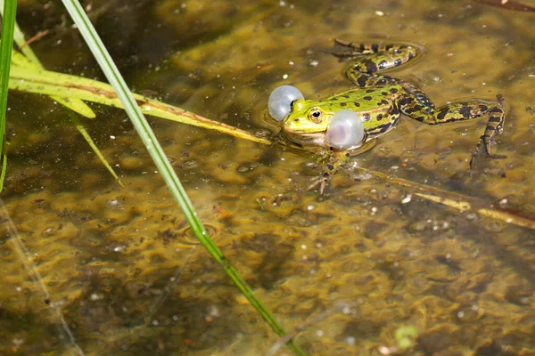 野生の池の緑のカエル — ストック写真