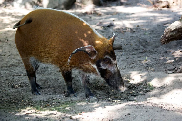 Red river hog in the glade in the wild