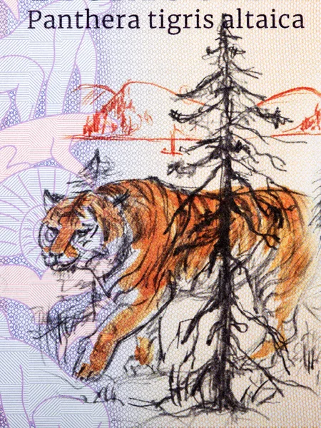Sibirischer Tiger Ein Porträt Aus Geld — Stockfoto