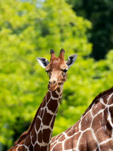 Giraffa Allo Stato Brado Ritratto — Foto Stock