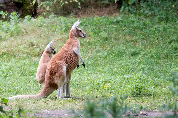 Känguru Auf Einer Lichtung Freier Wildbahn — Stockfoto