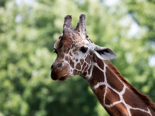 Giraffe Wild Portrait — Stock Photo, Image