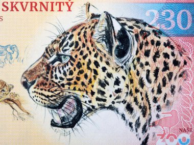 Leopar paranın yakın plan portresi.