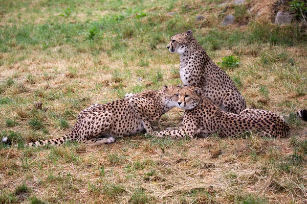 在空地上休息的猎豹家族 — 图库照片