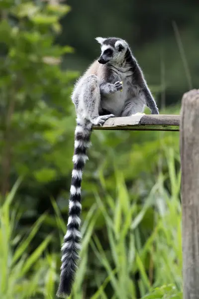 Ring Tailed Lemur Portrait Wild Stock Picture