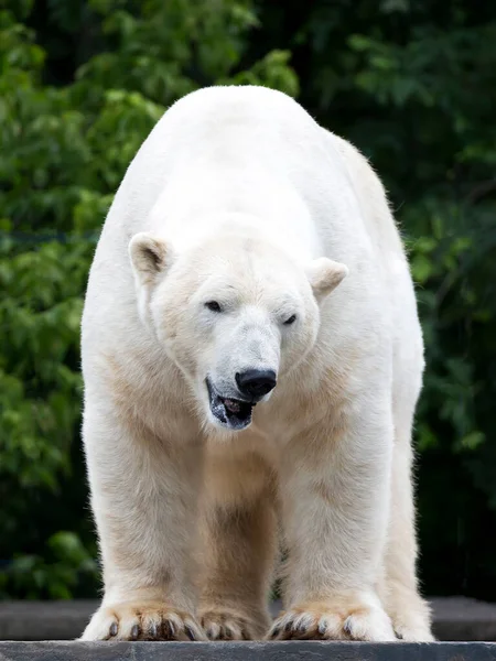 北极熊在野外的肖像画 — 图库照片#