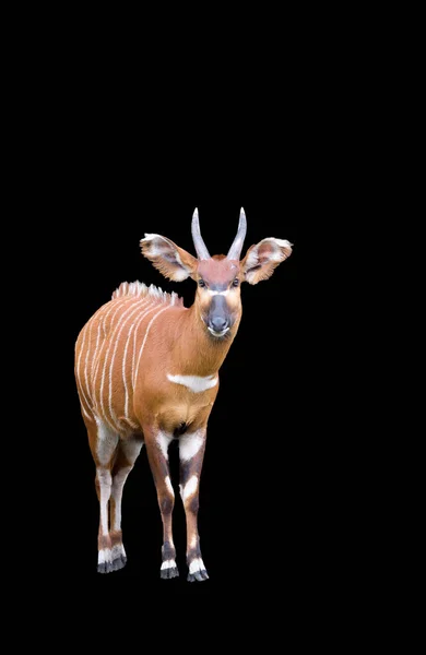Bongo Antilop Fekete Alapon — Stock Fotó