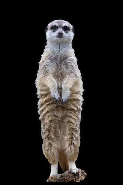 Meerkat Sur Fond Noir Portrait — Photo