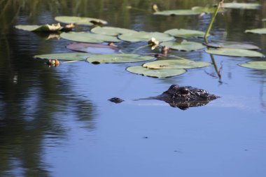 Vahşi doğada suda timsah.