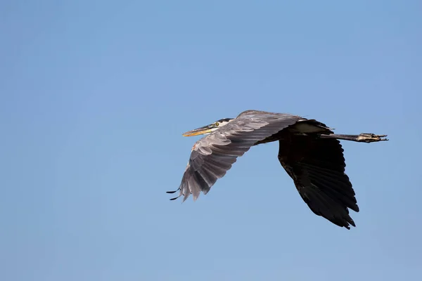 飛行中の野生のグレイヘロン — ストック写真