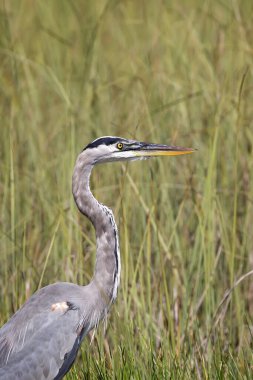 Vahşi doğada gri balıkçıl, bir portre.