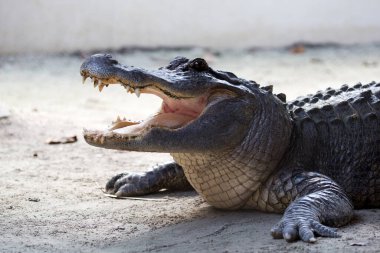 Bir açıklıkta timsah doğada