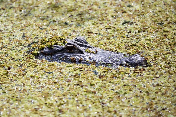 Alligator Wasser Freier Wildbahn — Stockfoto