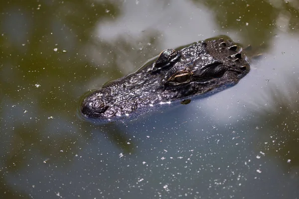 Krokodil Wasser Freier Wildbahn — Stockfoto