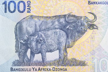 Güney Afrika Rand 'den Bufalo Burnu
