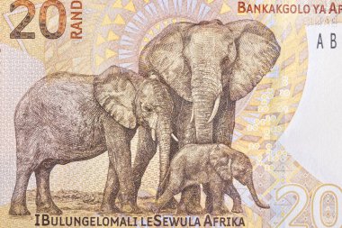 Güney Afrika 'dan filler