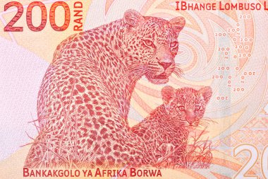 Afrika leoparı ve Güney Afrika parası bebeği Rand.
