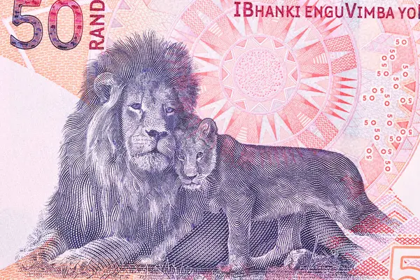 stock image Lion with baby from South African money - rand