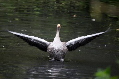 Vahşi doğada sudaki kaz