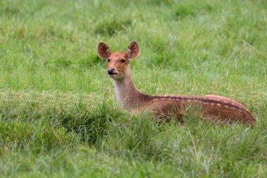 Kızıl geyik vahşi bir açıklıkta