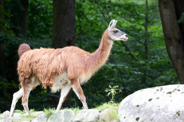 Lama koşan bir tepede