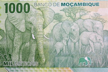 Elephants walking in field from Mozambican money - metical clipart