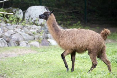 Lama bir açıklıkta koşuyor.