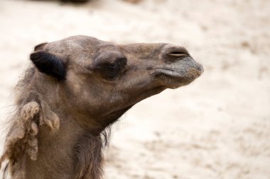 Deve yakın bir portre