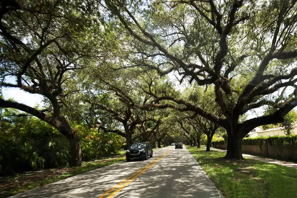 Amerika Birleşik Devletleri 'nin ağaçlarında bir sokak