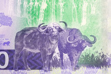 Zambiya parasından iki daimi bufalo - Kwacha