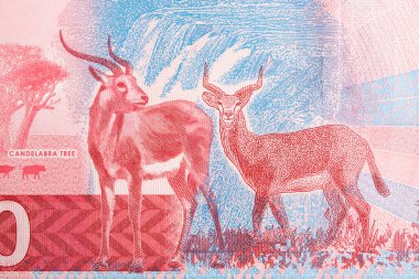 Zambiya parasından iki ayakta antilop - 20 kwacha