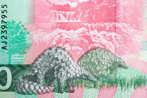 Zambiya parasından iki pangolin - 10 kwacha