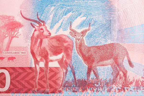 Zambiya parasından iki ayakta antilop - 20 kwacha