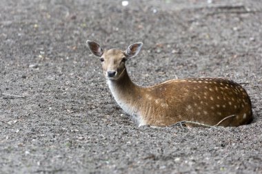 Avrupai bir geyik düzlükte dinleniyor