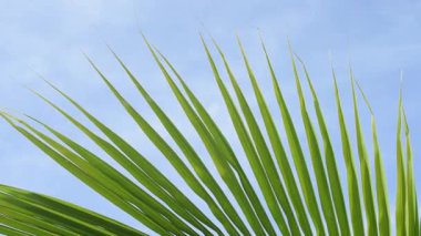 Close-up of a palm leaf moved by the wind against the blue sky in Mexico