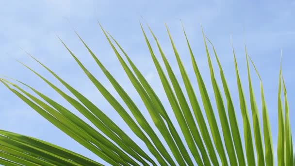 Close Palm Leaf Moved Wind Blue Sky Mexico — Vídeo de stock