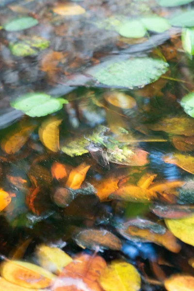Blurred Leaves Floating Water Nature Conceptual Composition Vertical Screen — Stockfoto