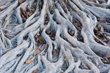 The roots of a tropical tree in the forest in Mexico