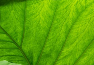 Macro photograph of a tropical retro leaf illuminated by sunlight in the rainforest in Mexico