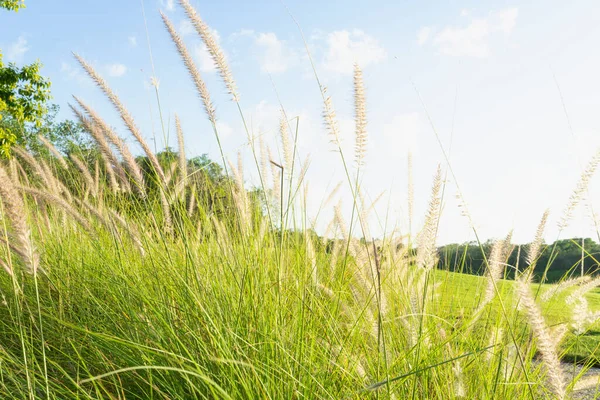 Doğal Manzaranın Güzelliği 'ni. Bir Arazinin Uçsuz bucaksızlığı